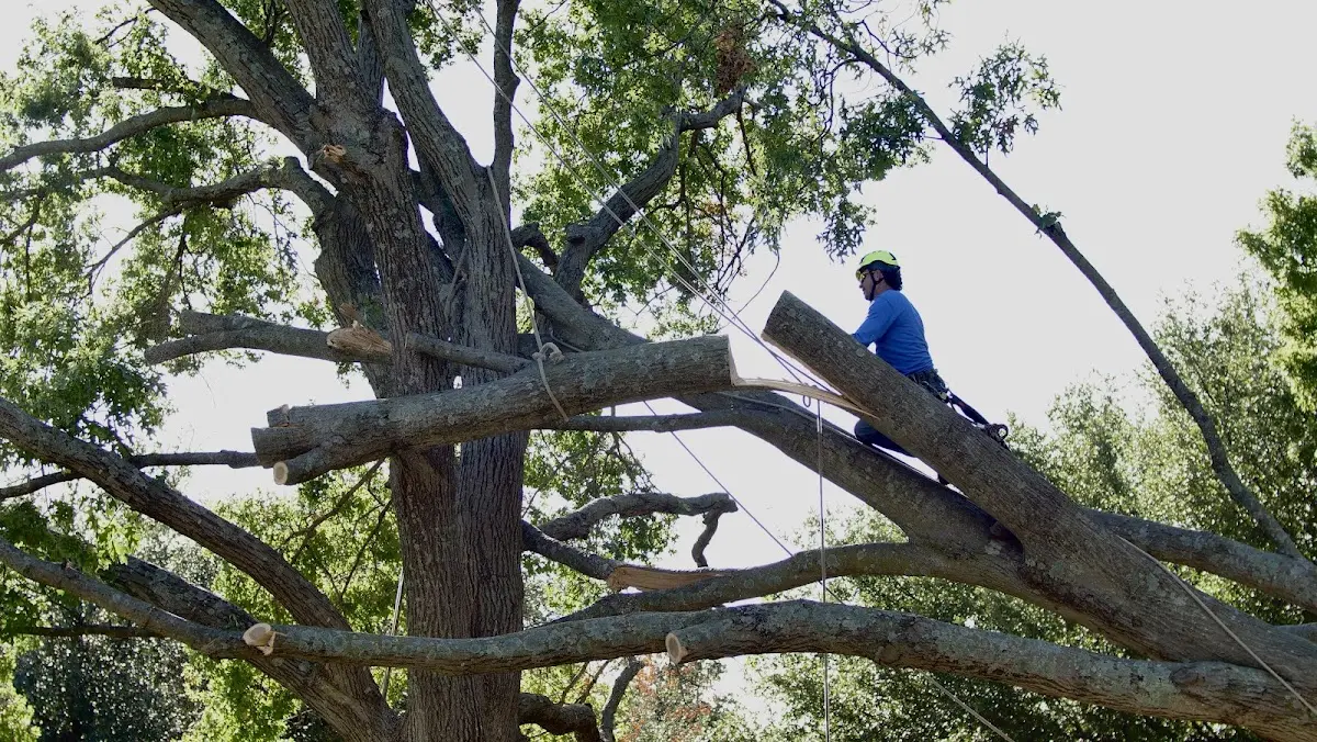 Professional Crown Thinning performed by certified arborists in Chamisal