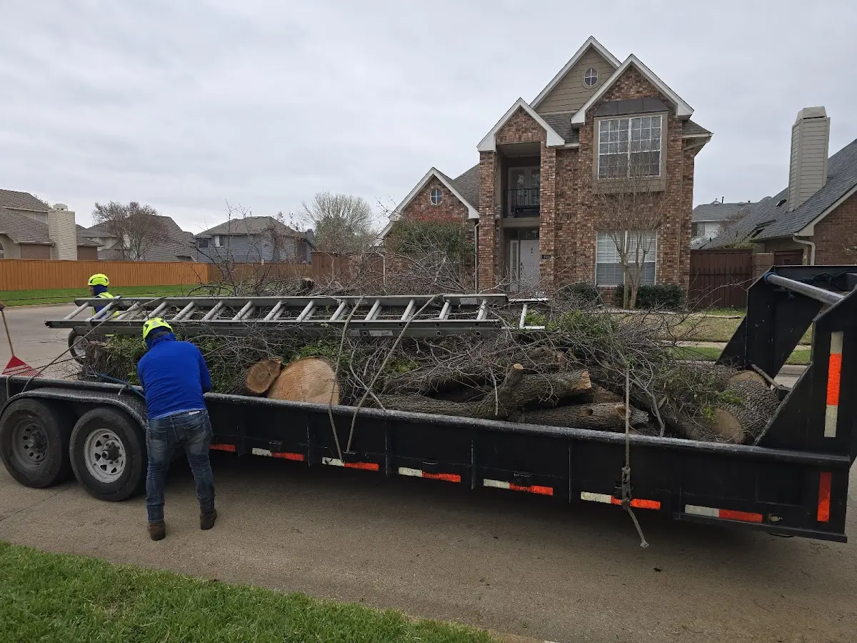 Expert Tree Pest Control with proper safety equipment in Chamisal